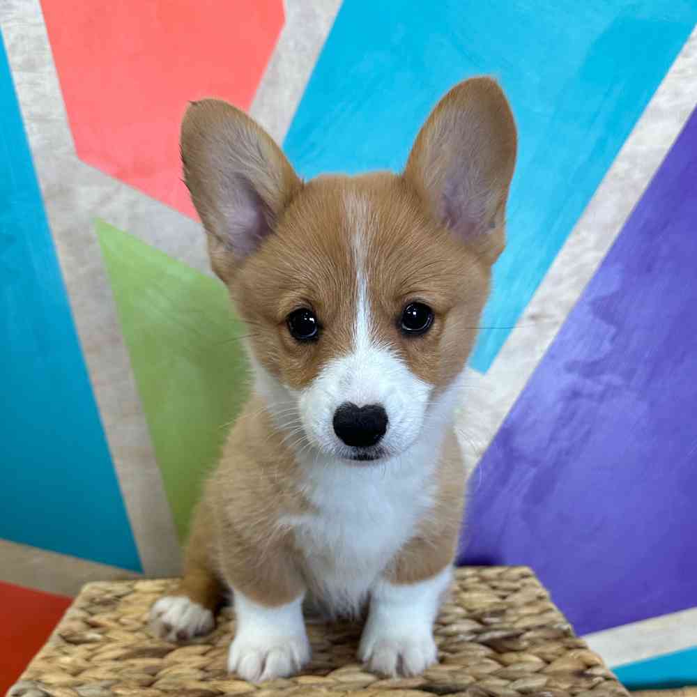 carousel pet images