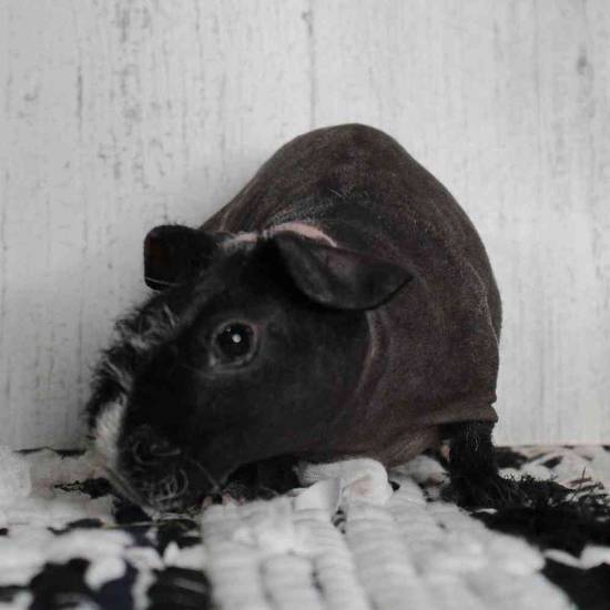 Petland guinea pig sales prices