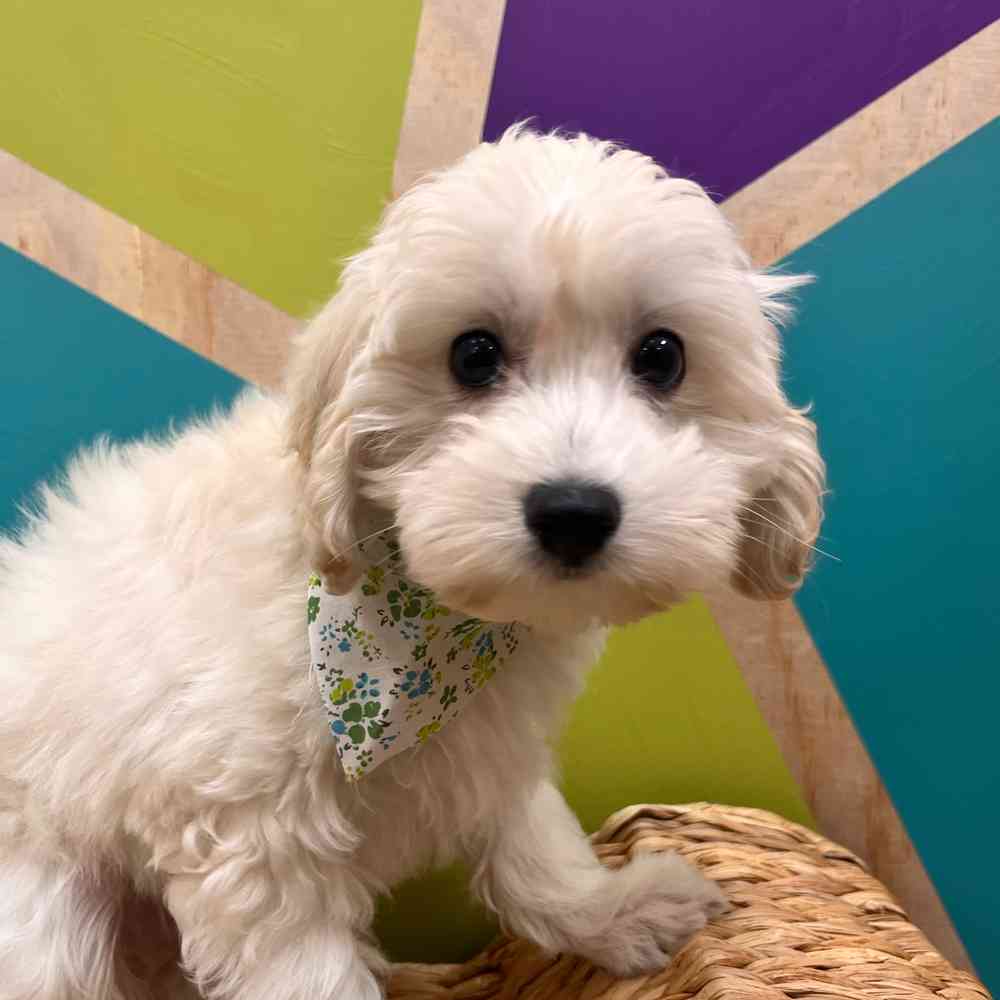 carousel pet images