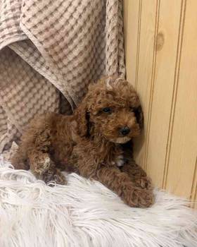 Mini Poodle