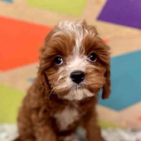 Cavapoo