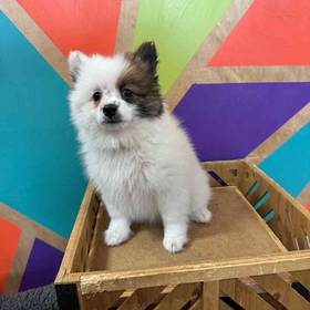 Pomeranian