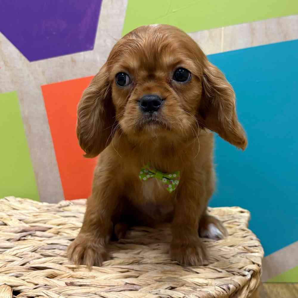 carousel pet images