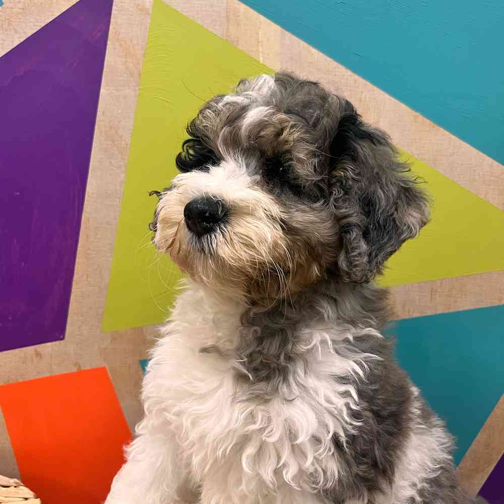 carousel pet images
