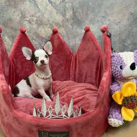 Chihuahua