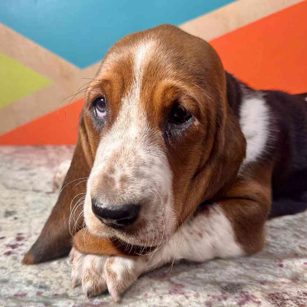 Image of a pet breed in the gallery