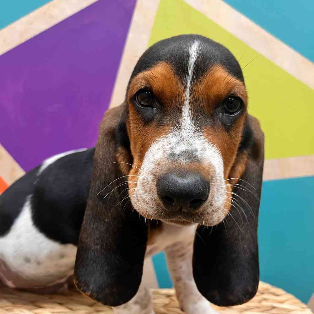 carousel pet images