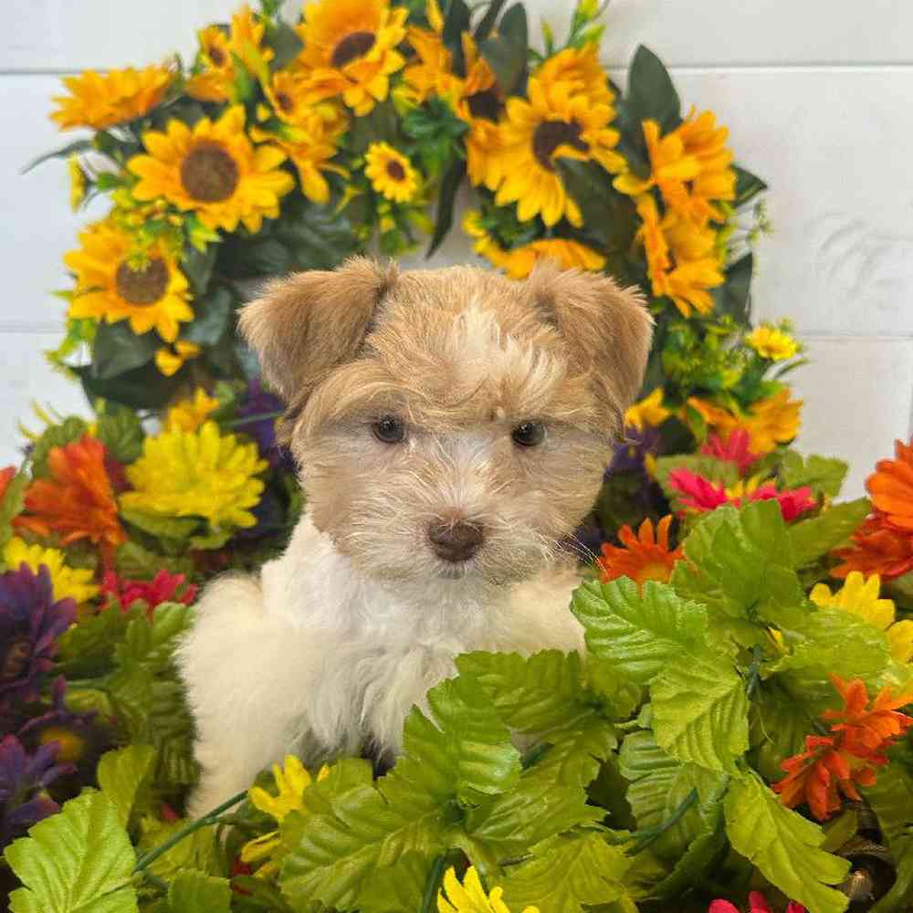 Male Schnoodle Puppy for Sale in Joplin, MO