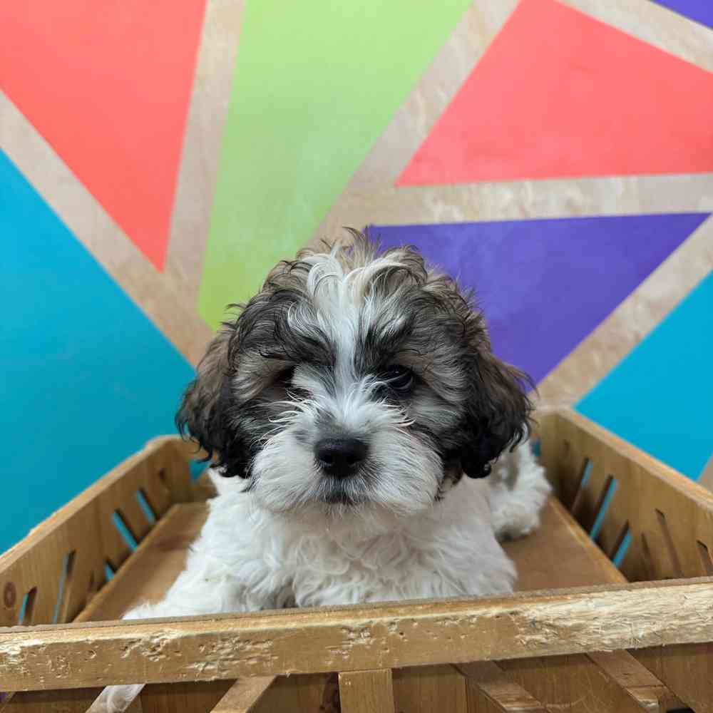 carousel pet images