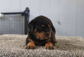Rottweiler