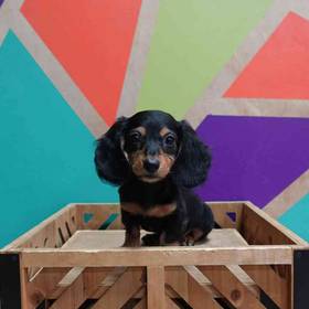 Mini Dachshund