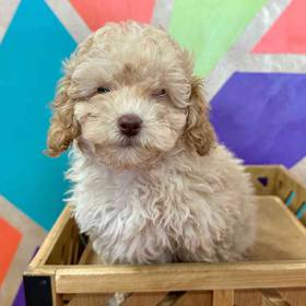 Cockapoo