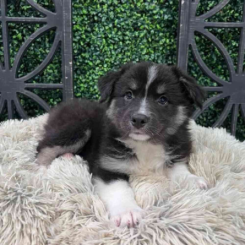 Female Australian Shepherd Puppy for Sale in Rogers, AR