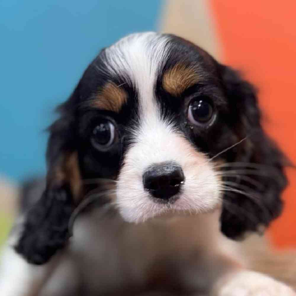 pet breed image