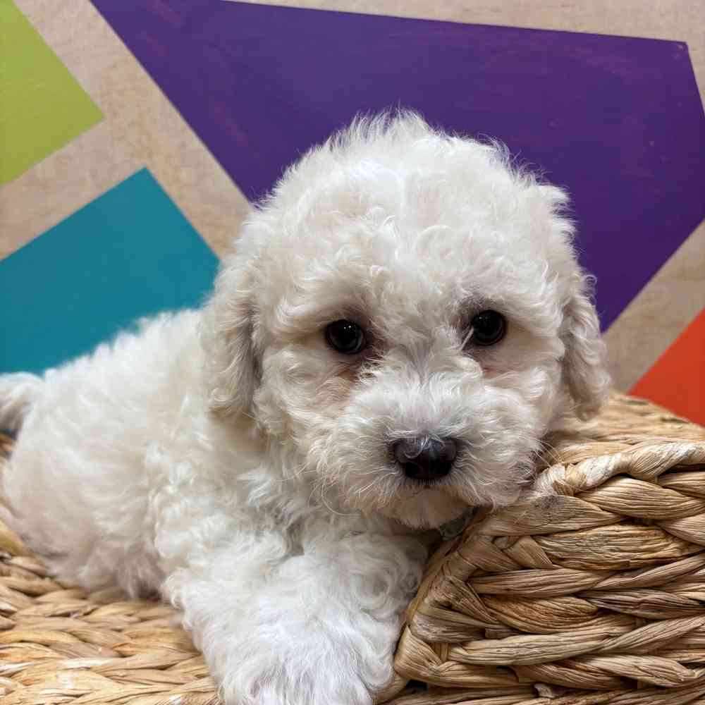 carousel pet images