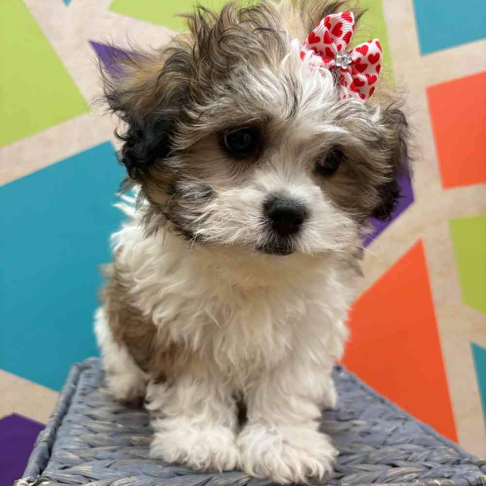 carousel pet images