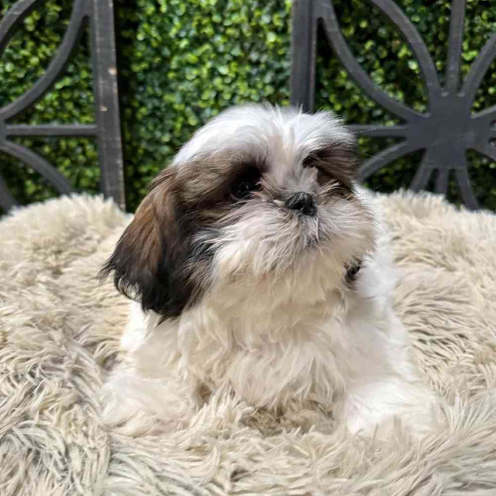 Male Shih Tzu Puppy for Sale in Rogers, AR