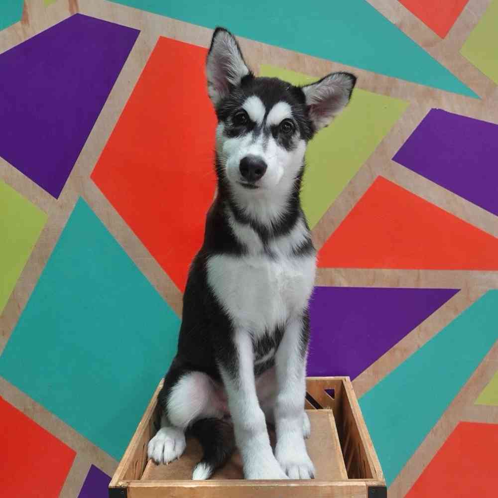 carousel pet images