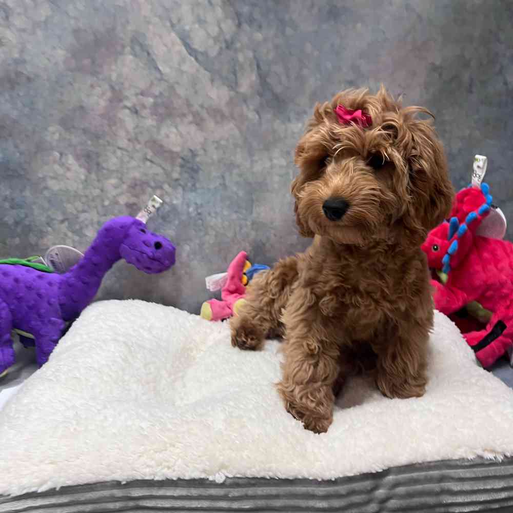 carousel pet images