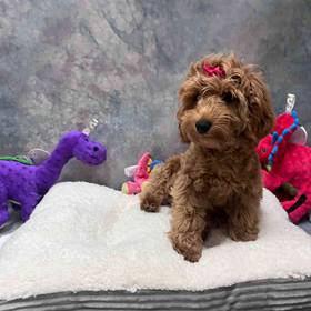 Mini Goldendoodle