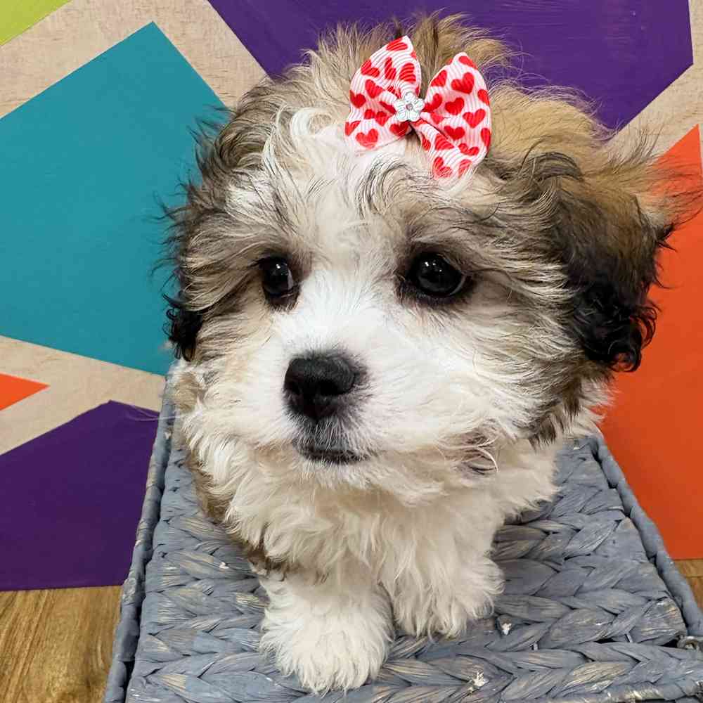 carousel pet images