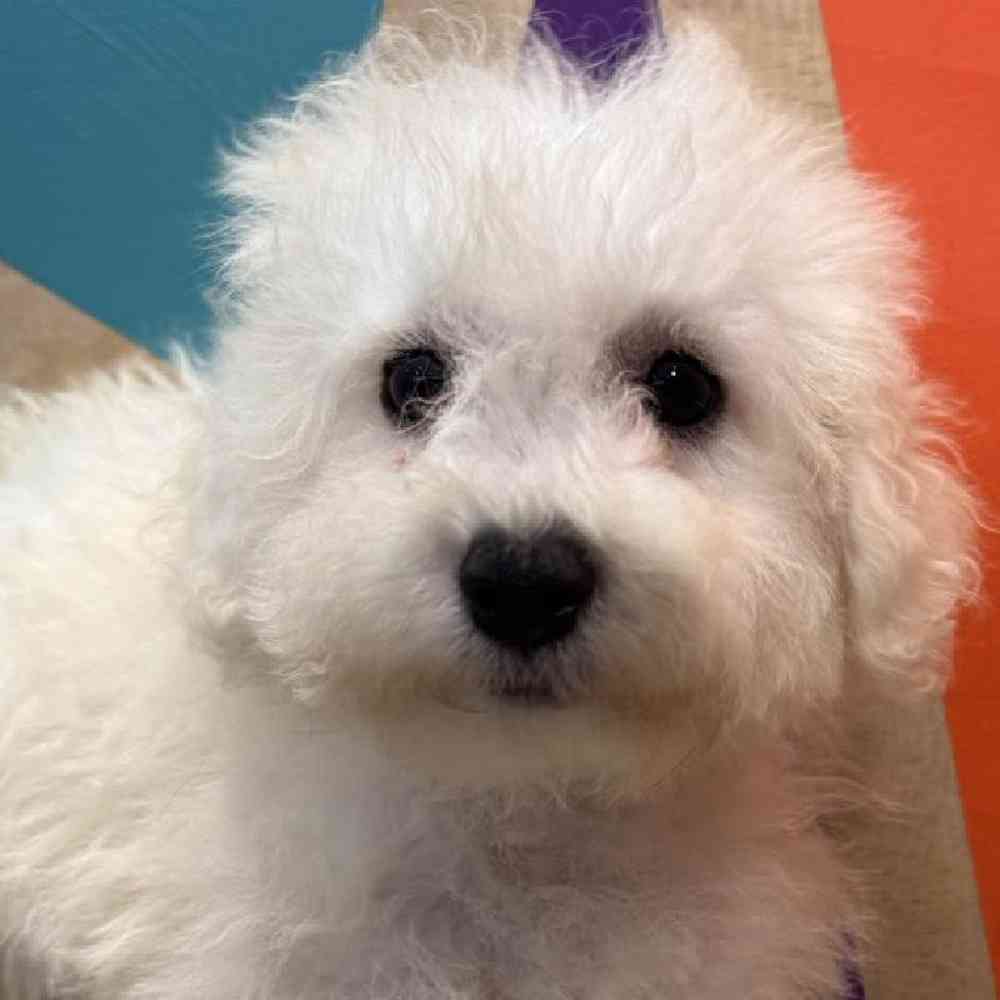 pet breed image