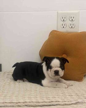 Boston Terrier