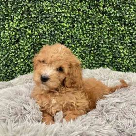 Mini Goldendoodle