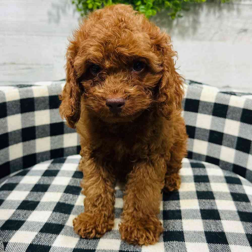 carousel pet images