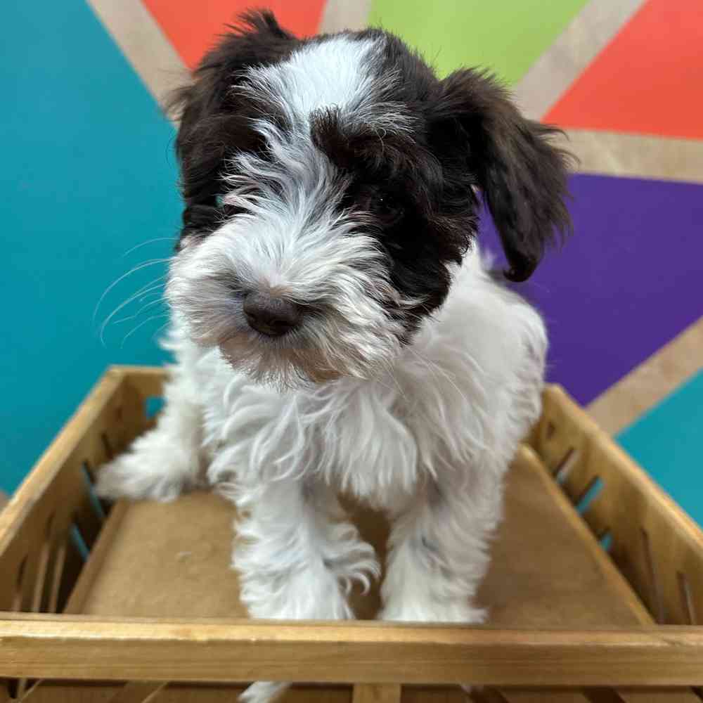 carousel pet images