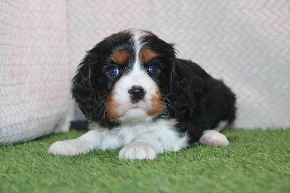 carousel pet images