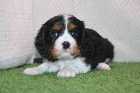 Cavalier King Charles Spaniel