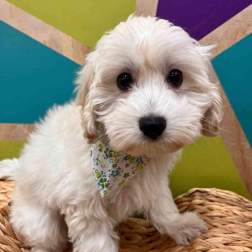 pet breed image