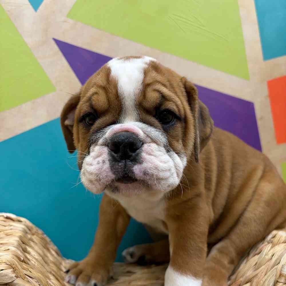 carousel pet images