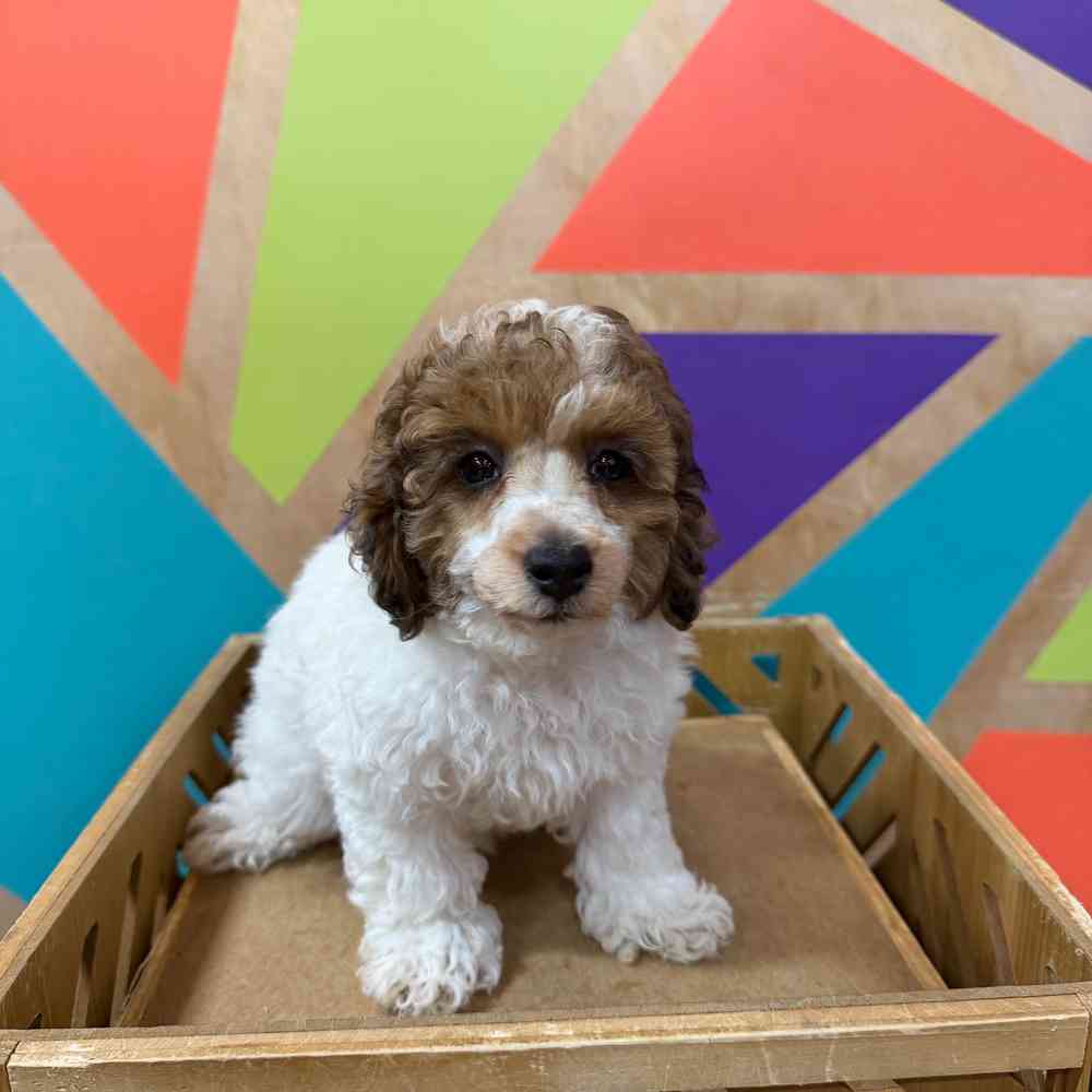 carousel pet images