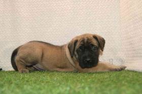 English Mastiff
