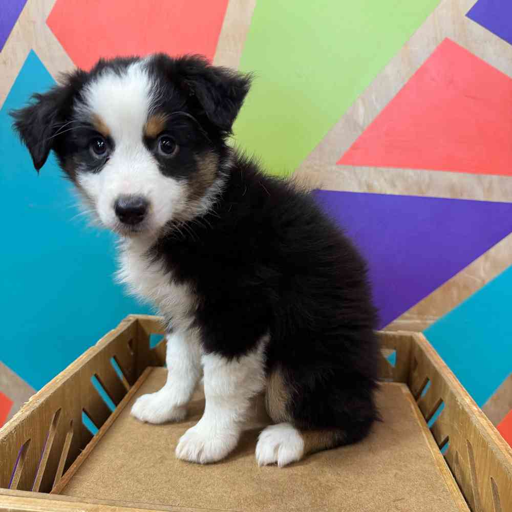 carousel pet images