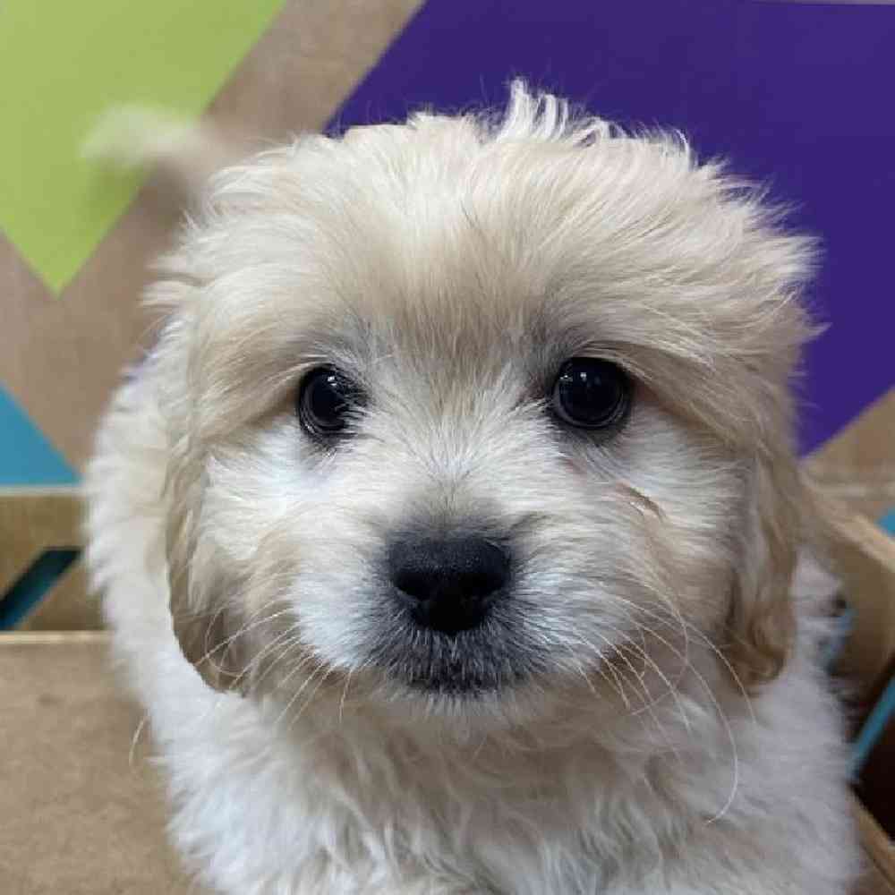 Image of a pet breed in the gallery