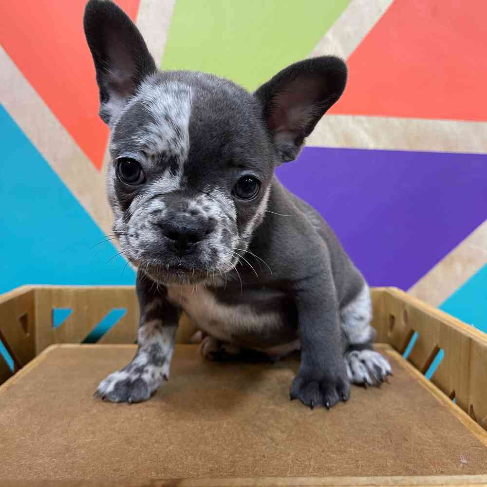 carousel pet images