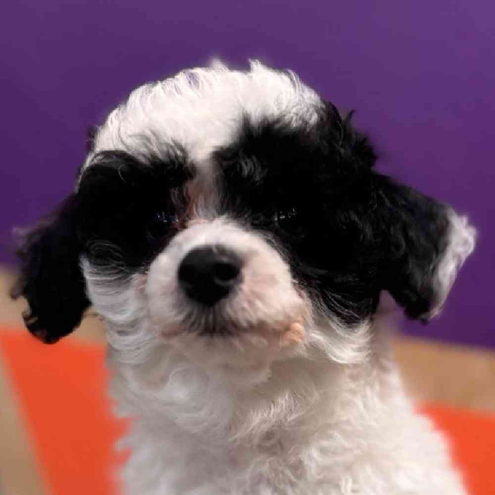 carousel pet images