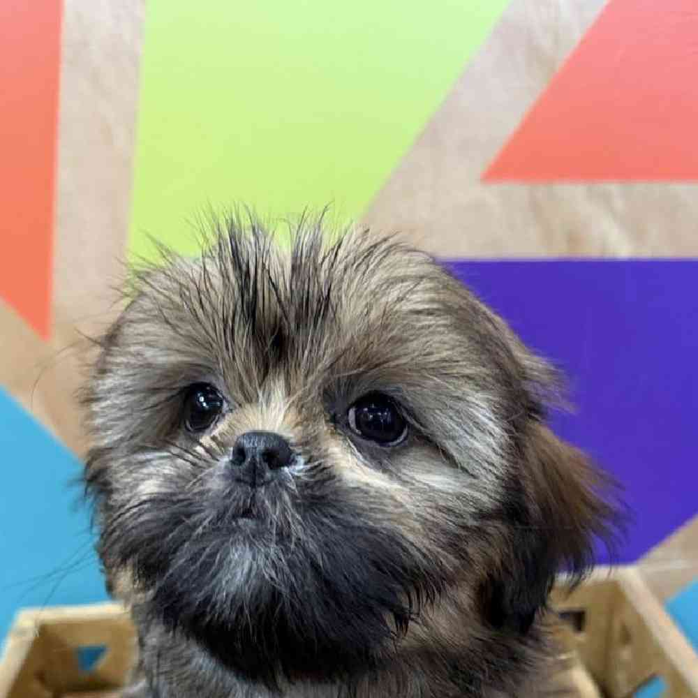 carousel pet images