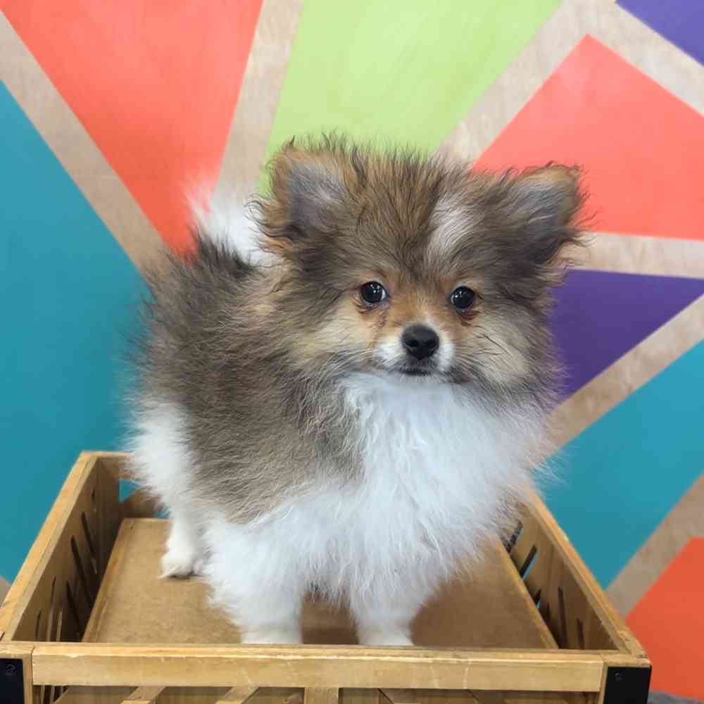 carousel pet images