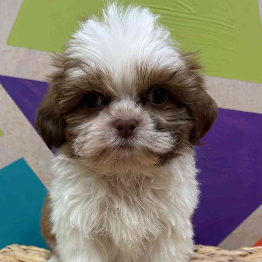 carousel pet images