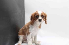 Cavalier King Charles Spaniel