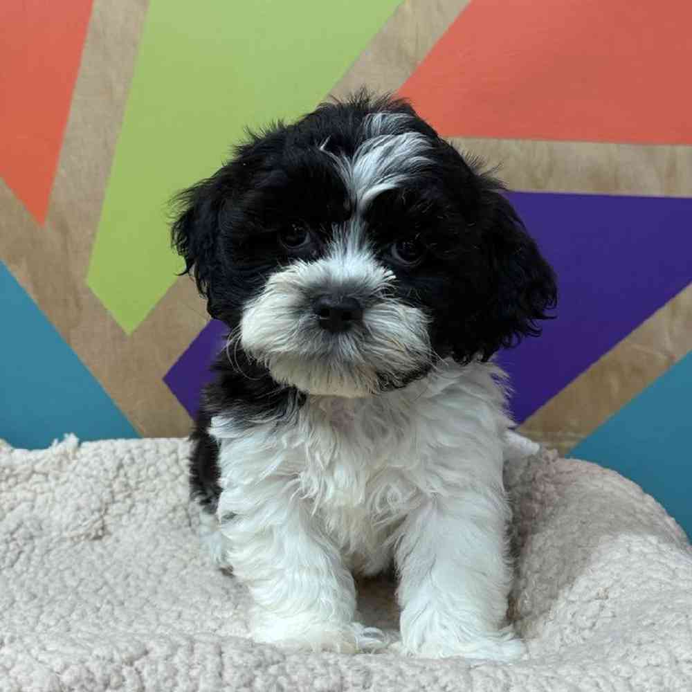 carousel pet images