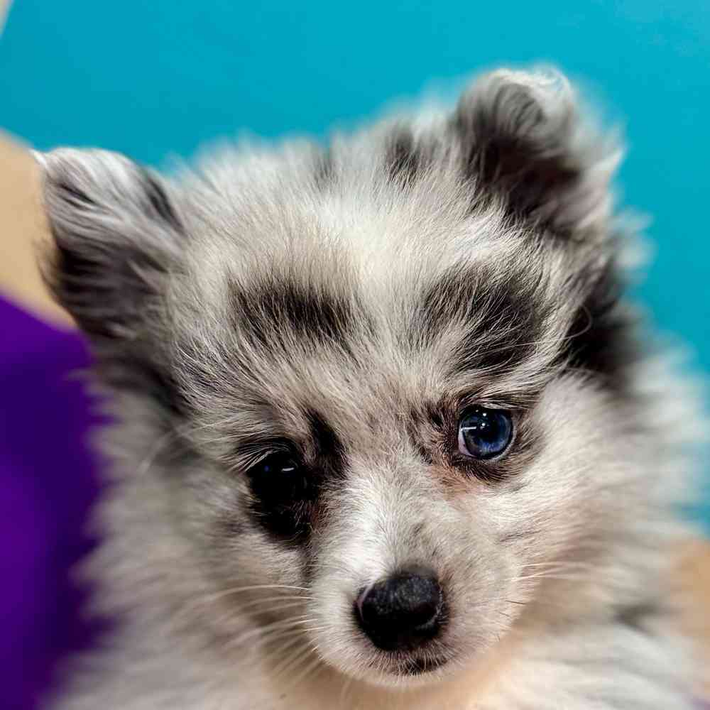 carousel pet images