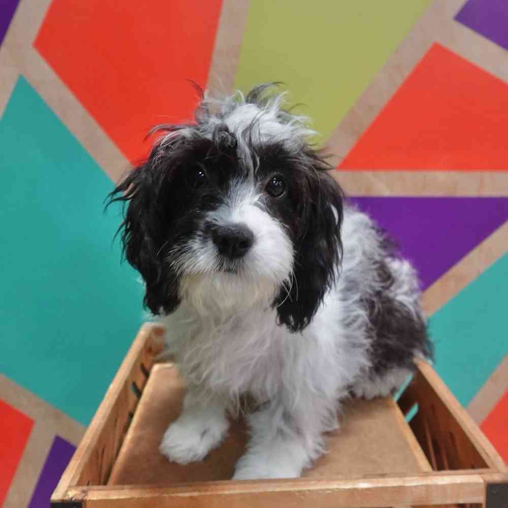 Image of a pet breed in the gallery