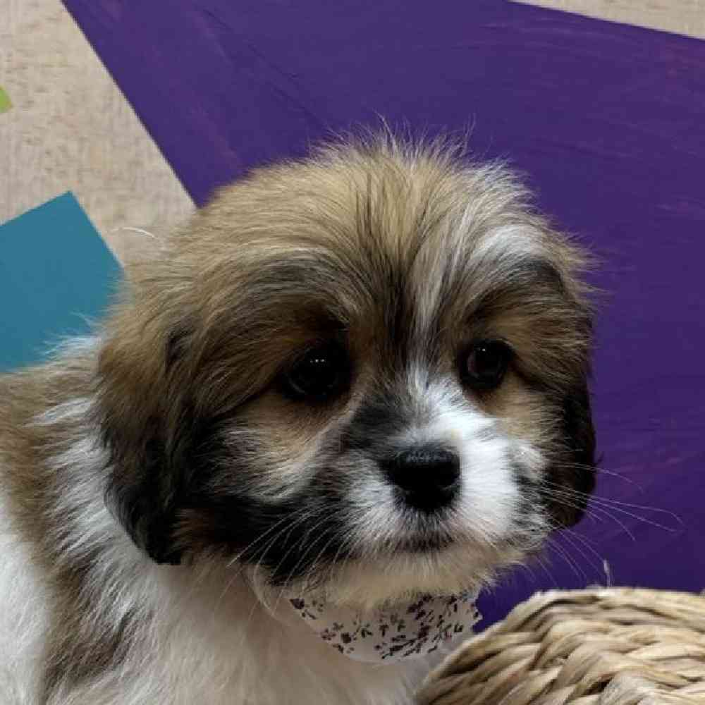 carousel pet images