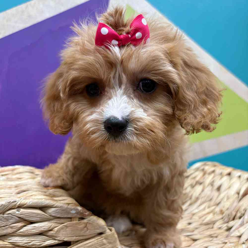 carousel pet images