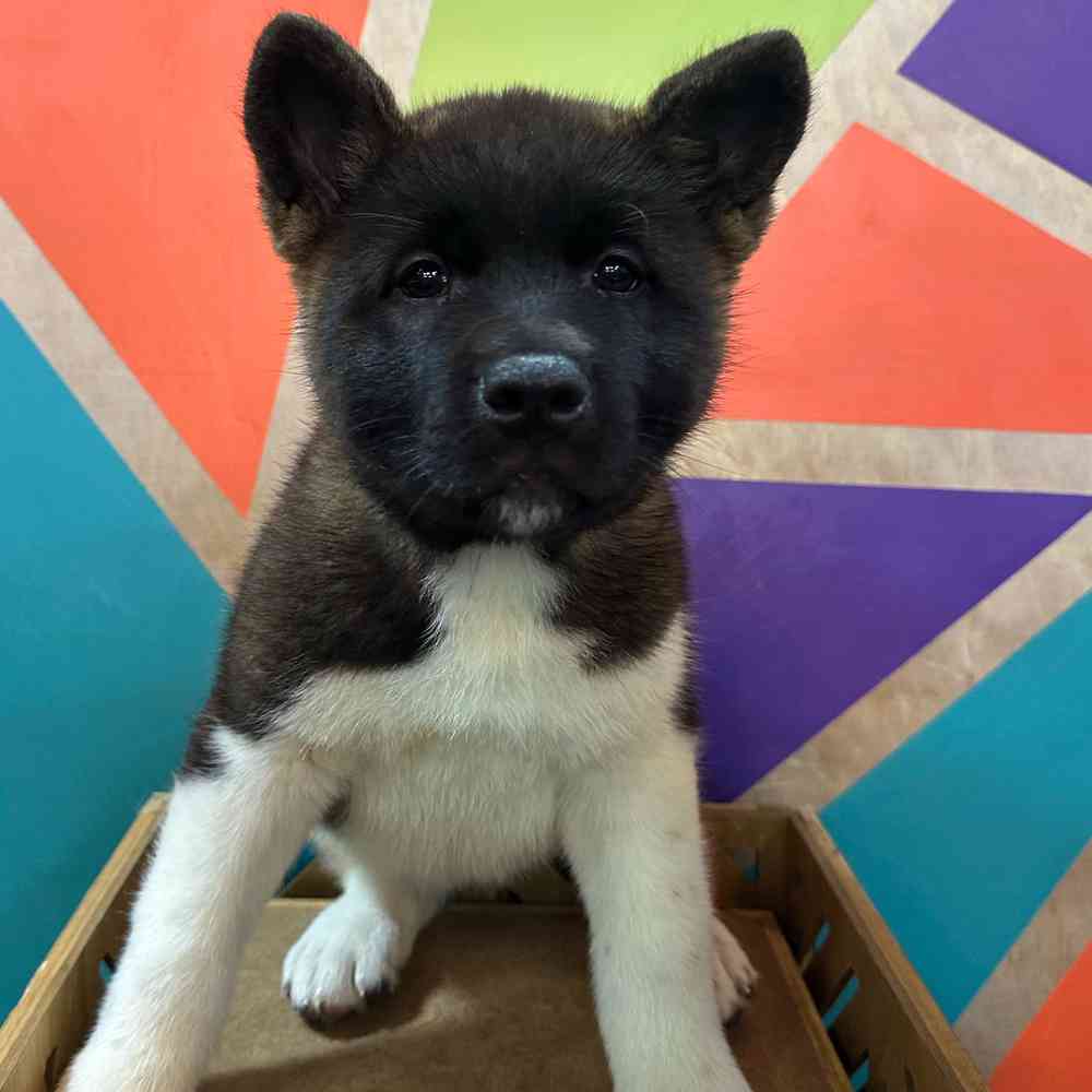 Image of a pet breed in the gallery